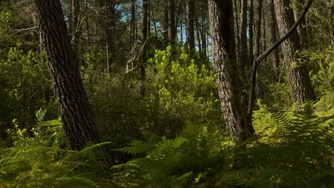Static shot of forest in Sintra Stock Footage 112839518