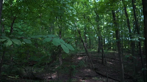 Static shot into forest as sunlight enters and lights the forest Stock Footage 66434004