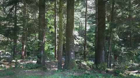 Static shot in the forest. Wind blows through pine trees Stock Footage 135119747