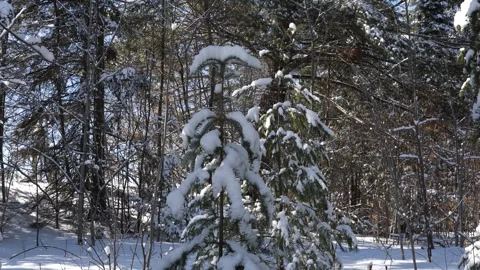 Static shot forest in winter, covered in snow, winter wonderland 库存影片 292331161