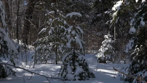 Static shot forest in winter with small trees covered in snow winter wonderland 库存影片 292331035