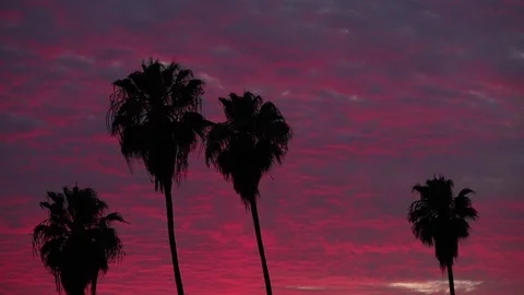 Static shot of four palm trees silhouetted by colorful pink sunset clouds Stock Footage 92006612