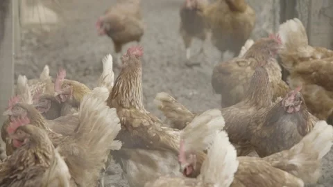 Static Shot of Free-Range Chickens (Galinhas Caipiras) Moving Inside a Pen Stock Footage 320633336