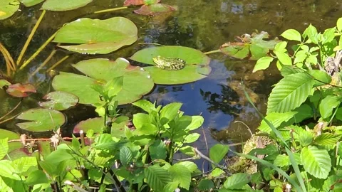 Static shot of frog sitting on water lily. Stock Footage 337948036