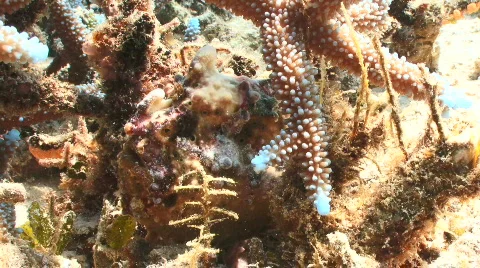 A Static shot of a Frogfish or an Anglerfish Video stock 796270