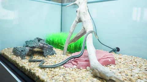 Static shot of garter snake inside reptile enclosure terrarium Stock Footage 317554424