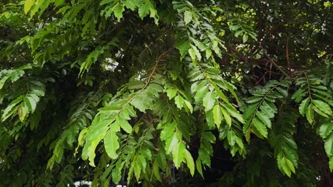 Static Shot of Gently Swaying Green Compound Tree Leaves in Natural Canopy Stock Footage 340972663