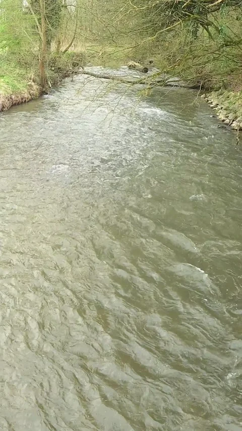 Static shot of the Geul river between bare trees and wild vegetation Stock Footage 282536331