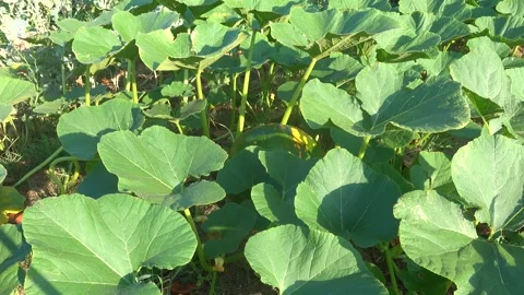 Static shot of a giant pumpkin growing in a vegetable patch moving gently i.. 動画素材 342826581
