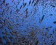 Static shot of glass fish school SD Footage