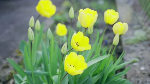 Static shot of gorgeous blooming yellow tulips in the garden, vibrant colours of Stock Footage 313149347
