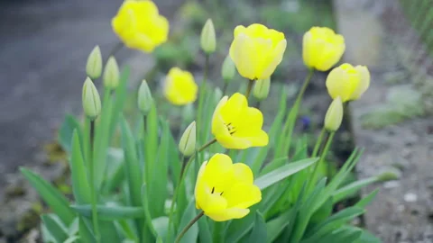Static shot of gorgeous blooming yellow tulips in the garden, vibrant colours of Video stock 317844233