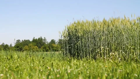 Static shot of grain in Austria Stock Footage 157850405