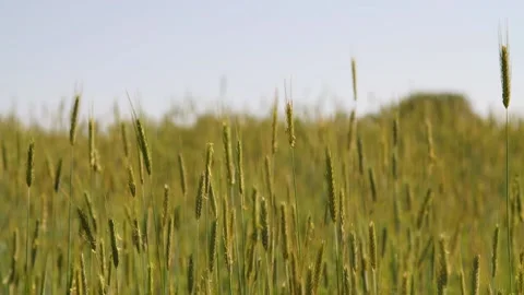 A static shot of grain moving in the wind in Austria Stock Footage 157852501