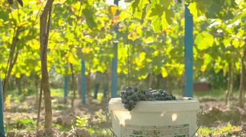 Static shot of grapes in the bucket Stock Footage 58323157