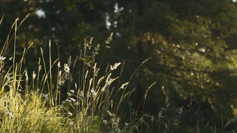 Static shot of grass and daisy flowers blowing in breeze in a forest. Warm light Video stock 113113927