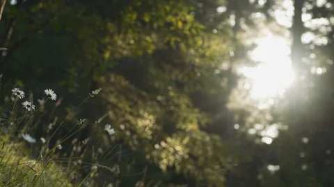 Static shot of grass and flowers on a hillside. Sun shines bright through trees. Video stock 113114145