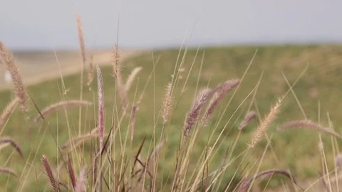 Static Shot of Grass Growing on HIll With Shallow Depth of Field Stock Footage 99434543