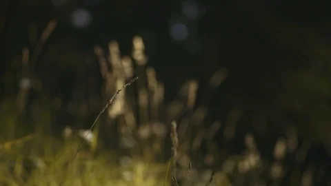 Static shot of grass in meadow blowing in breeze. Warm golden light. 库存影片 113113696