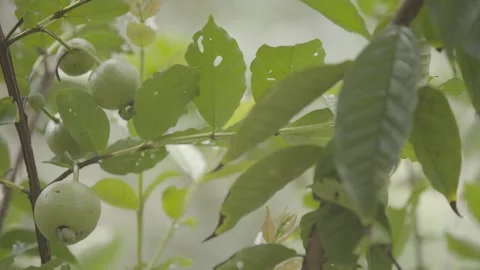 Static Shot of Green Guava (Goiaba) Fruits Growing on a Guava Tree (Goiabeira) Stock Footage 320633887