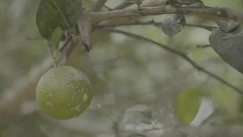 Static Shot of Green Lemon/Citrus Fruit on Tree in Atlantic Forest Agroforestry Stock Footage 320634059