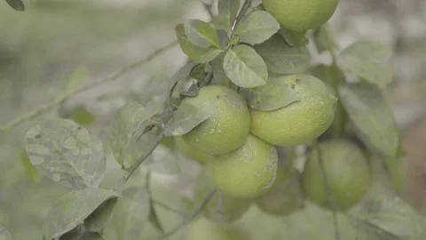 Static Shot of Green Lemon/Citrus Fruit on Tree in Atlantic Forest Agroforestry Stock Footage 320634085