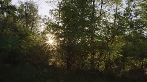 Static shot from a green meadow in the shade of trees. 스톡 동영상 119062545