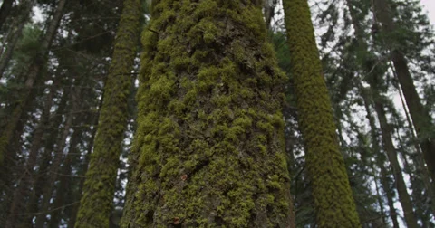 Static Shot of Green Moss on a Tree Stock Footage 37711122