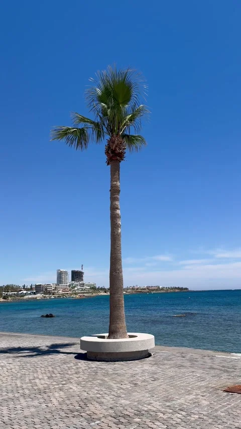 Static shot of green palm trees growing in a round concrete planter by the sea Stock Footage 337366711