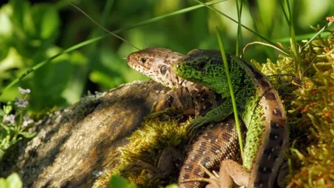 A static shot of a green sand lizard looking after his mate Stock Footage 163798538