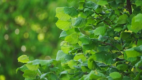 Static shot of green tree leaves rustling in the evening wind and beautiful Stock Footage 345619993