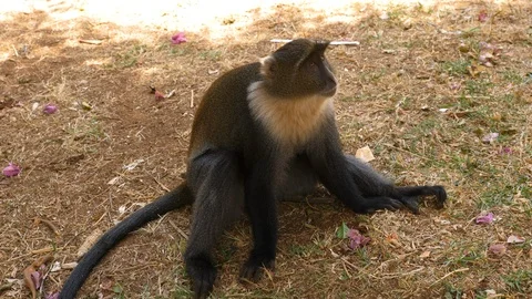 Static shot of a grey monkey, sitting on the ground, on a sunny day, in Stock-Footage 111237678