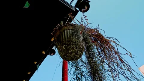Static shot of a hanging pot with dried Spanish moss plants against a clear.. Stock Footage 342029407