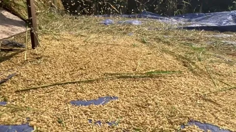 Static Shot Of Harvested Rice Grains Threshed From Rice Thresher Machine On Tarp Stock Footage 337403234