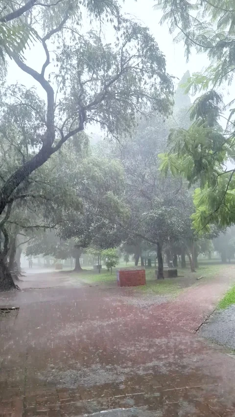 Static shot of heavy monsoon rain and strong wind blowing through big trees.. Video stock 336919903