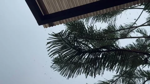 Static shot of heavy rain falling over pine tree branches beneath a roof. Stock Footage 346391887