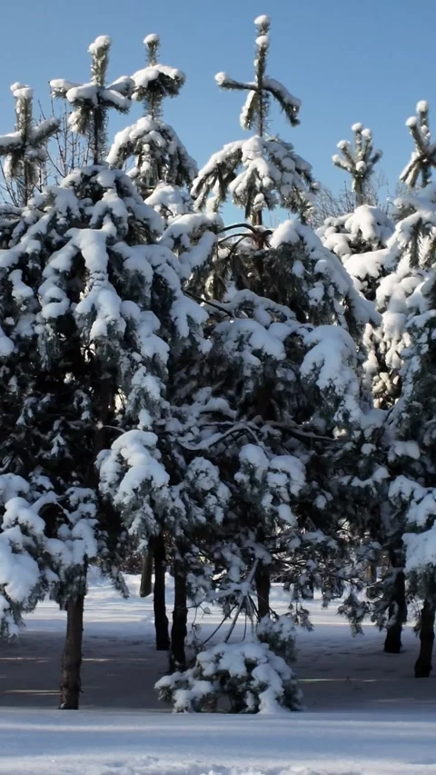 Static Shot Of Heavy Snow On Pine Trees In Winter Park Видео 344309895