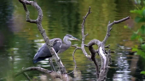 Static shot of a heron Stock Footage 93542651