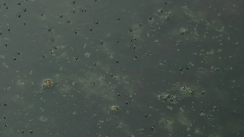 Static Shot of Insects on Murky Pond Water with Algae Stock Footage 329455415