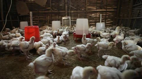 Static shot: Inside a poultry farm. Stock Footage 22225312