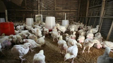 Static shot: Inside a poultry farm. Stock Footage 22226425