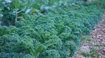 Static shot of kale growing in a garden Stock Footage 86009988