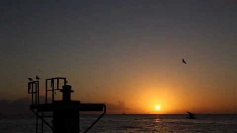 Static shot of Key West, FL Sunset with Seagulls flying by Stock Footage 90066915