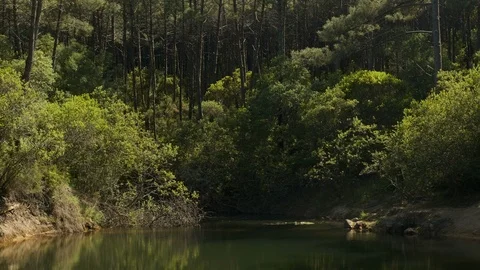 Static shot of lake surrounded by forest in Sintra Stock Footage