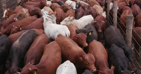 Static shot of a large group of beef cattle in a feedlot Stock Footage 78193491