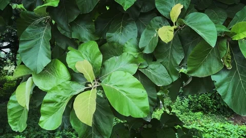 Static Shot of Large Teak Leaves Gently Swaying in the Wind Stock Footage 342590347