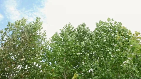 Static shot: Leaves fluttering in the wind. Stock Footage 31589139