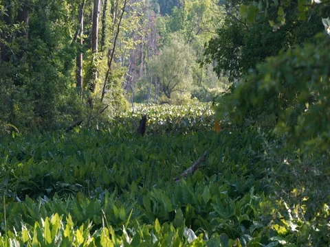 Static Shot of Lily Pads in Beaver Marsh at Cuyahoga Valley National Park Stock Footage 77038917