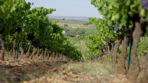 Static shot of a line of grapevines ready for harvesting in the vineyard Vidéo 249036778