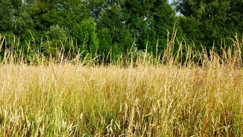 A static shot of long grasses wave gently in a light breeze on a summer day Stock Footage 219788012